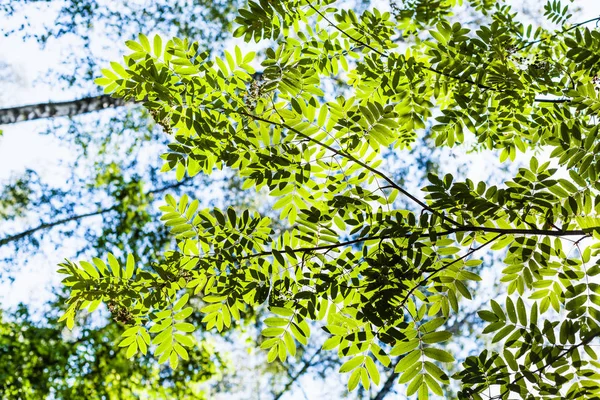 Groene tak van Rowan tree verlicht door de zon — Stockfoto