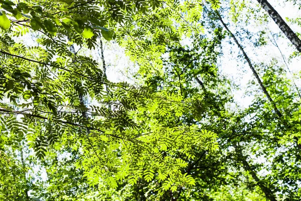 Groen blad van Rowan tree verlicht door de zon — Stockfoto