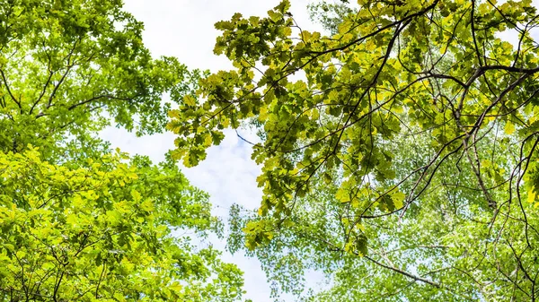 Panoramic view of green branch of common oak tree — Stock Image Panoramic view of green branch of common oak tree Royalty Free Stock Photos