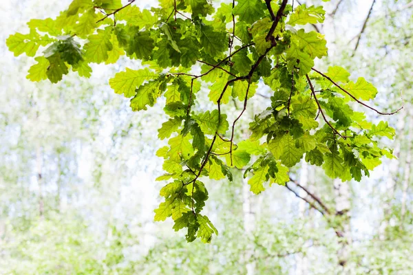 Green oak branch in forest with blurred background — Stock Image Green oak branch in forest with blurred background Stock Picture