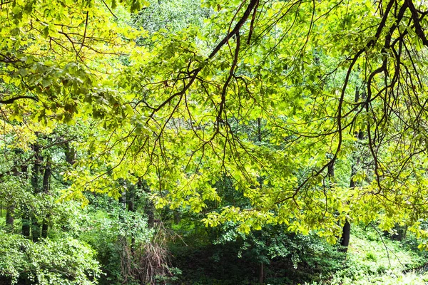 Green branches of oak tree lit by sun in city park — Stock Image Green branches of oak tree lit by sun in city park Stock Photo