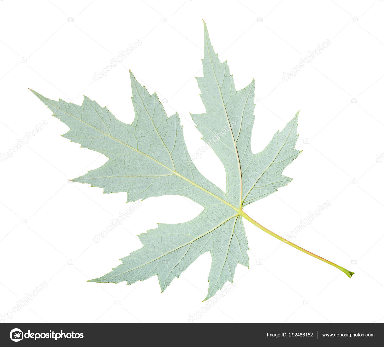 Back Side Of Natural Leaf Of Silver Maple Isolated Stock Photo By C Vvoennyy