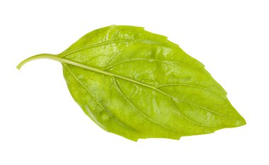 taze yeşil fesleğen ot ıslak yaprak arka tarafı