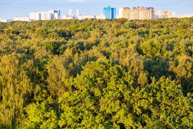 ufukta gün batımı güneşi ve şehir ile aydınlatılmış orman