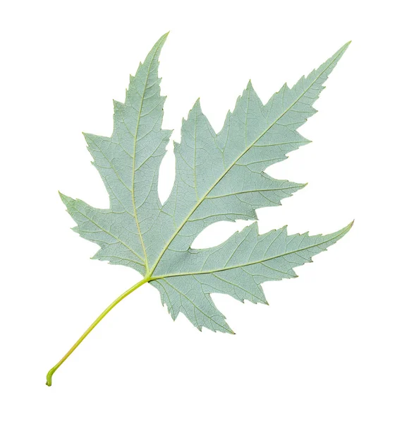 Tylna strona zielonego liścia srebrnego klonu na białym tle — Zdjęcie stockowe