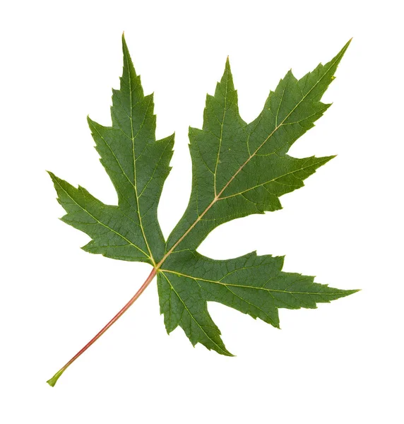 Green leaf of Silver Maple tree isolated — Stock Photo, Image