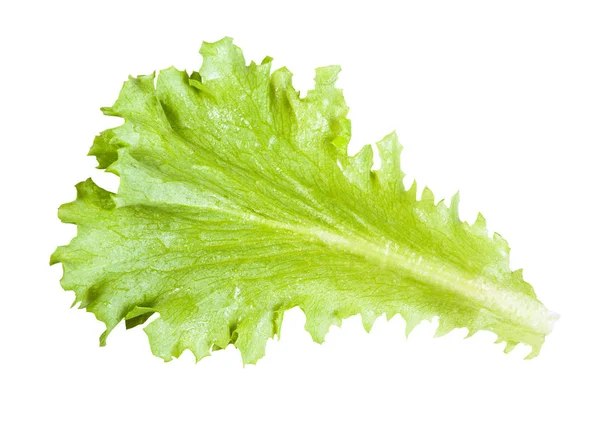 Natürliches grünes Blatt Blattsalat isoliert — Stockfoto