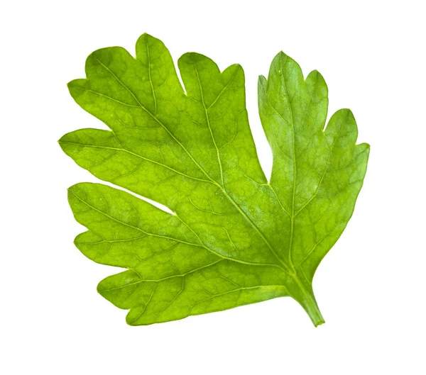 Zielony liść świeżej pietruszki na białym tle — Zdjęcie stockowe