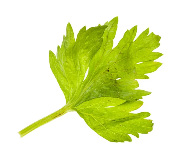 Vlhký čerstvý list celer izolovaný na bílém — Stock fotografie