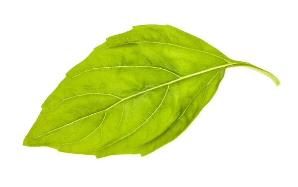 Выделенный листок свежей зеленой травы базилика — стоковое фото