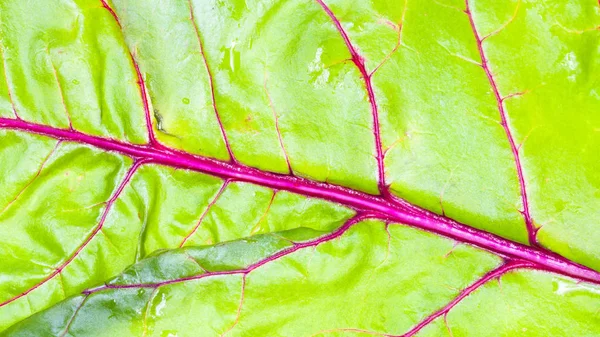 Superficie umida di foglia fresca di barbabietola da giardino primo piano — Foto Stock