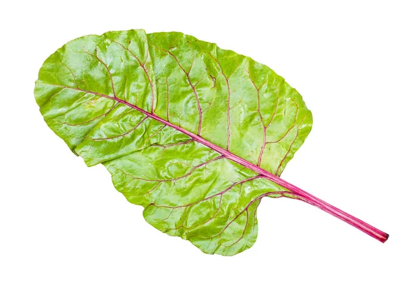 Wet leaf of beet isolated on white — Stock Photo, Image