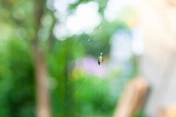 Spider in cobweb eating a fly in summer evening — Stock Photo, Image