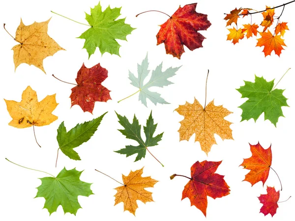 Various leaves of maple trees isolated — Stock Photo, Image