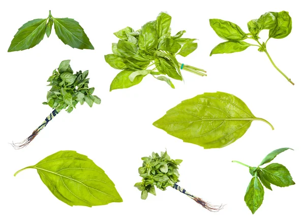 Collection of fresh green basil herbs isolated — Stock Photo, Image