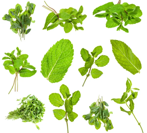 Diatur dari hijau segar mint herbal terisolasi pada putih — Stok Foto