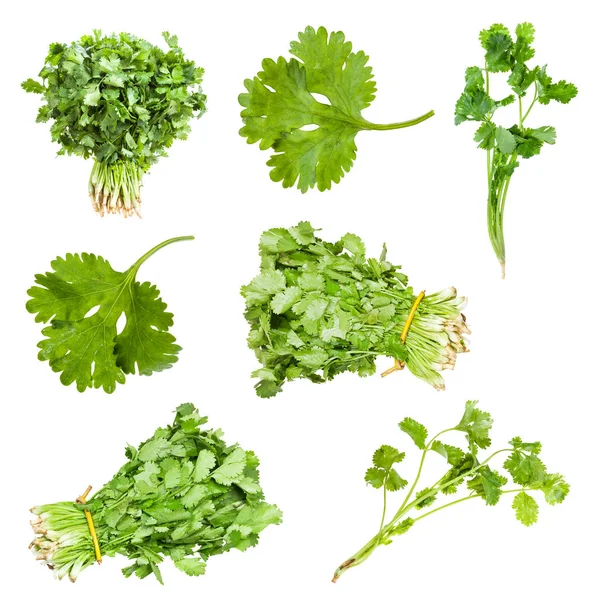 Collection of fresh cilantro herbs isolated — Stock Photo, Image