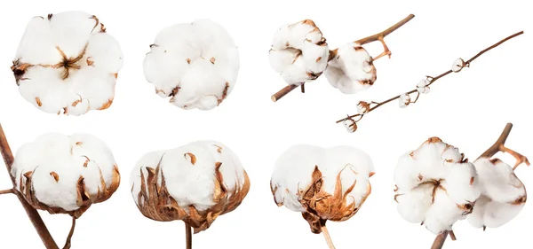 Coleta de boll maduro seco de planta de algodão — Fotografia de Stock