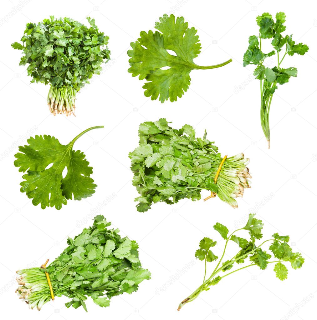 collection of fresh cilantro herbs isolated