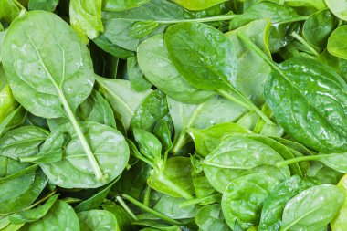 Bir sürü taze ıspanak yaprağı. Kapatın.