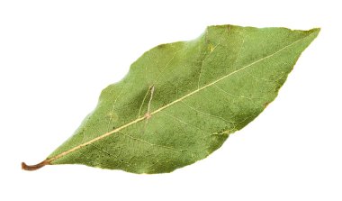 beyaz izole kurutulmuş yeşil defne yaprağı