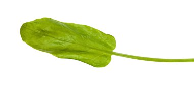 beyaz izole sorrel ot grean yaprağı