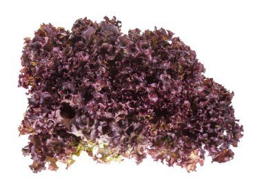 taze Lollo rosso yaprak marul yaprakları izole