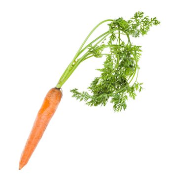 single fresh organic garden carrot with greens clipart