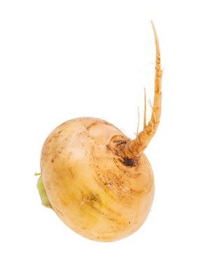 single root of fresh yellow turnip isolated clipart