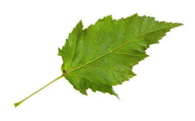 amur akçaağaç yaprağı (acer tataricum ginnala) ağacının
