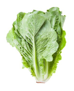 taze Romaine marul beyaz izole