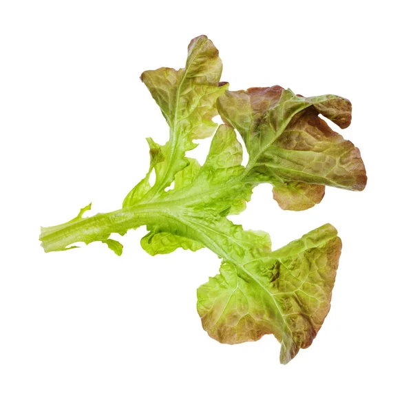 Levél a tölgy levél saláta izolált fehér — Stock Fotó