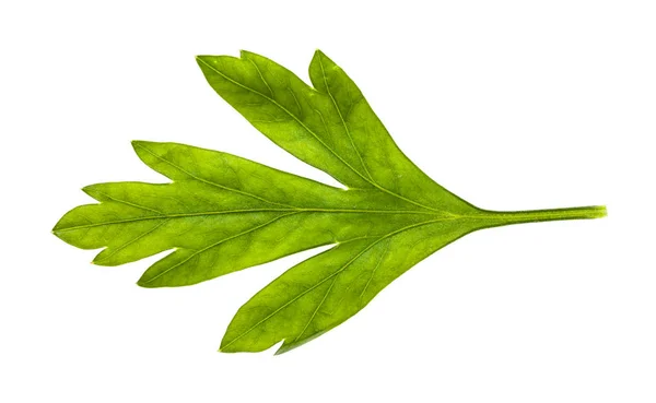 Čerstvý zelený list z petrželové byliny izolované na bílém — Stock fotografie