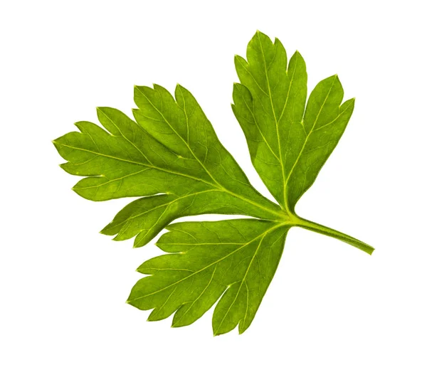 Świeże zielone liście pietruszki zioło na białym tle — Zdjęcie stockowe