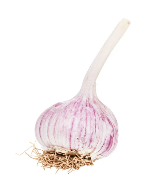 Knolle mit Wurzeln von frischem Knoblauch isoliert auf weiß — Stockfoto