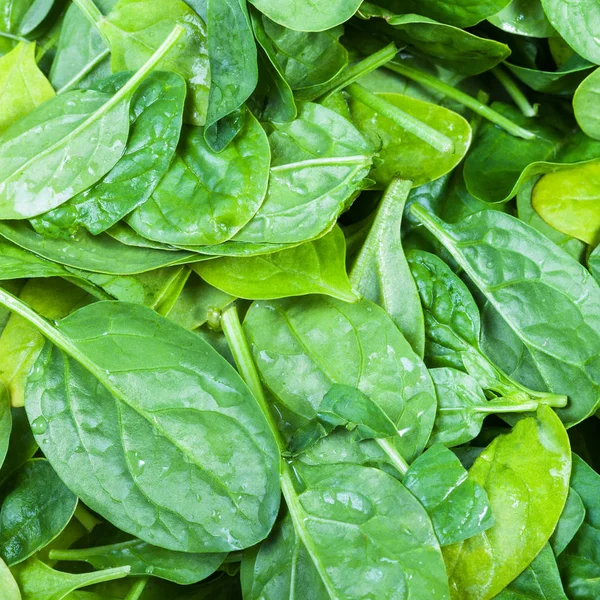 Many green leaves of spinach herb close up — Stock Photo, Image