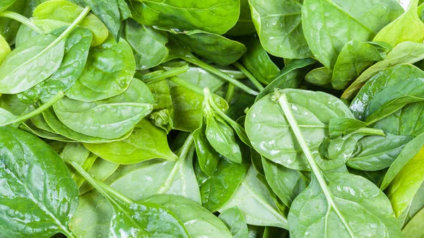 Wet green leaves of spinach herb close up — Stock Photo, Image