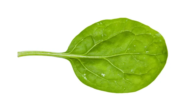 Achterzijde van groen blad van jonge spinazie geïsoleerd — Stockfoto