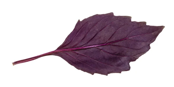 Back side of leaf of fresh dark purple basil herb — Stock Photo, Image