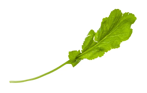 Green leaf of caucasian garden cress (tsitsmati) — Stock Photo, Image