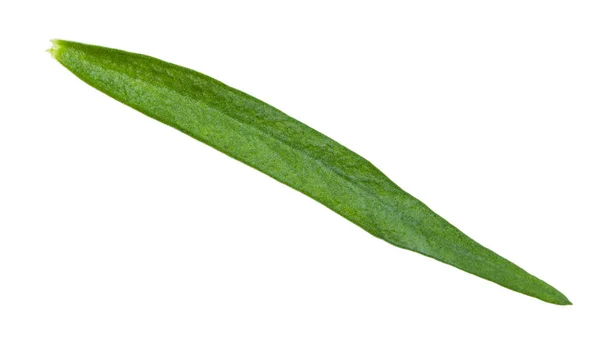 Hoja verde de estragón (estragón) aislada — Foto de Stock