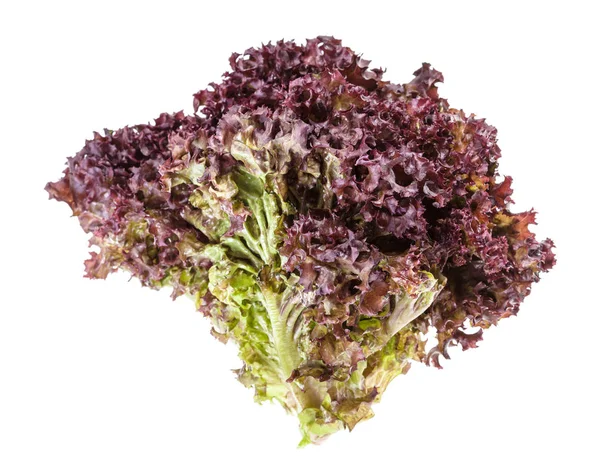 Twig of fresh Lollo rosso leaf lettuce isolated — Stock Photo, Image