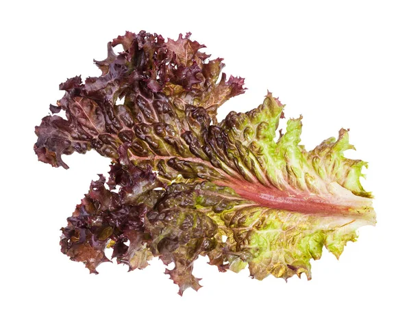 Levél a friss Lollo Rosso leveles saláta izolált — Stock Fotó