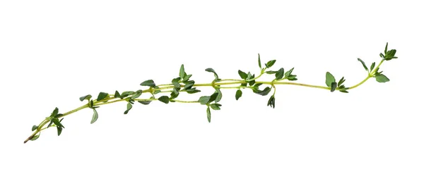 Twig of fresh thyme herb isolated on white — Stock Photo, Image