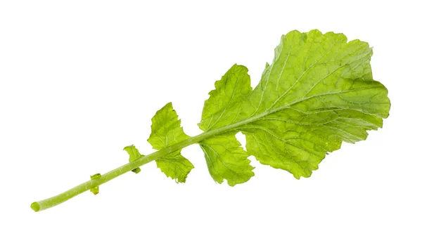 Tylna strona zielonego liścia rzodkiewki na białym tle — Zdjęcie stockowe