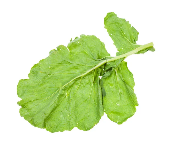 Baksiden av grønt blad for nepeanlegg, isolert – stockfoto