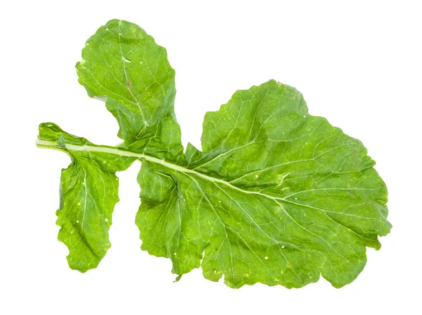Zelený list tuřínu izolovaný na bílém — Stock fotografie