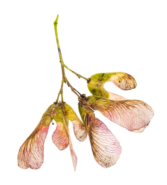 Rosa Samen des Ahornbaums (Tatar Maple) — Stockfoto