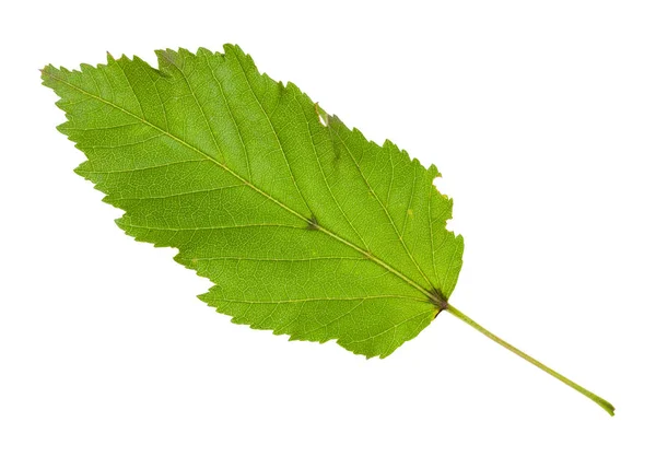 Leaf of amur maple (tatar maple) tree isolated — Stock Photo, Image