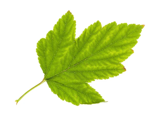 Vergeling groen blad van physocarpus struik geïsoleerd — Stockfoto